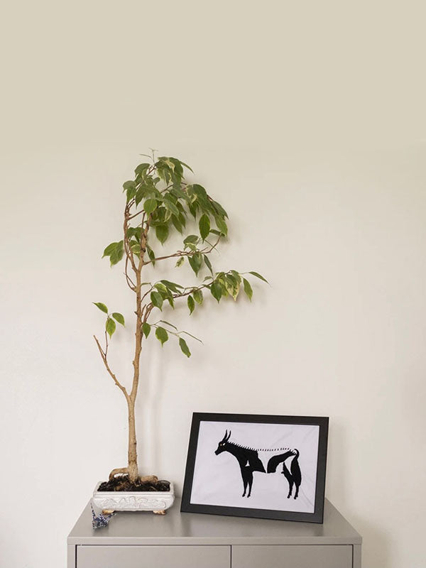 Small Milaya - Antelope