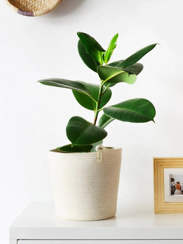 Cream Planter Basket